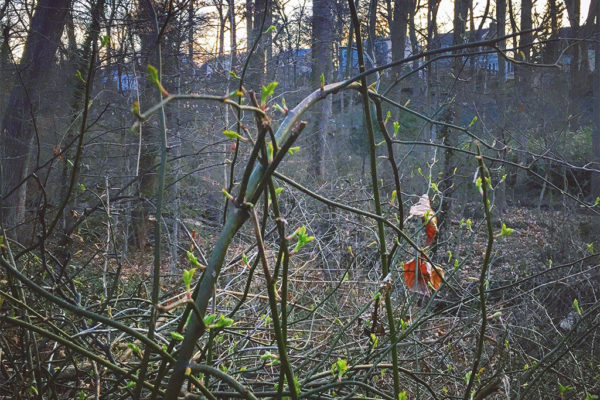 "Spring in Midwinter: Arlington Forest, Arlington Virginia 7:20 a.m. 2/8/17" (Flickr pool photo by Dennis Dimick)