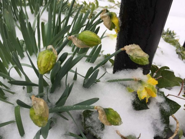 Frozen daffodil buds in the snow (Flickr pool photo by Lisa Novak)