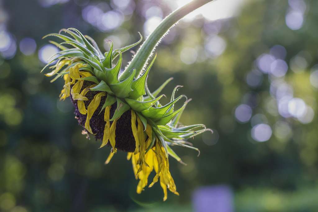 morning-notes-arlnow