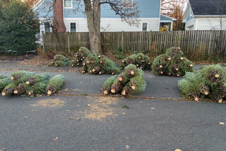 Some Changes Coming to Local Christmas Tree Sales This Year