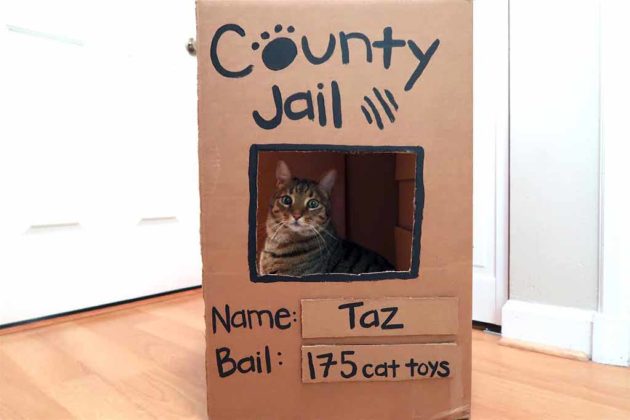 Submission by Taz's owner Rachael for the Pet of the Week