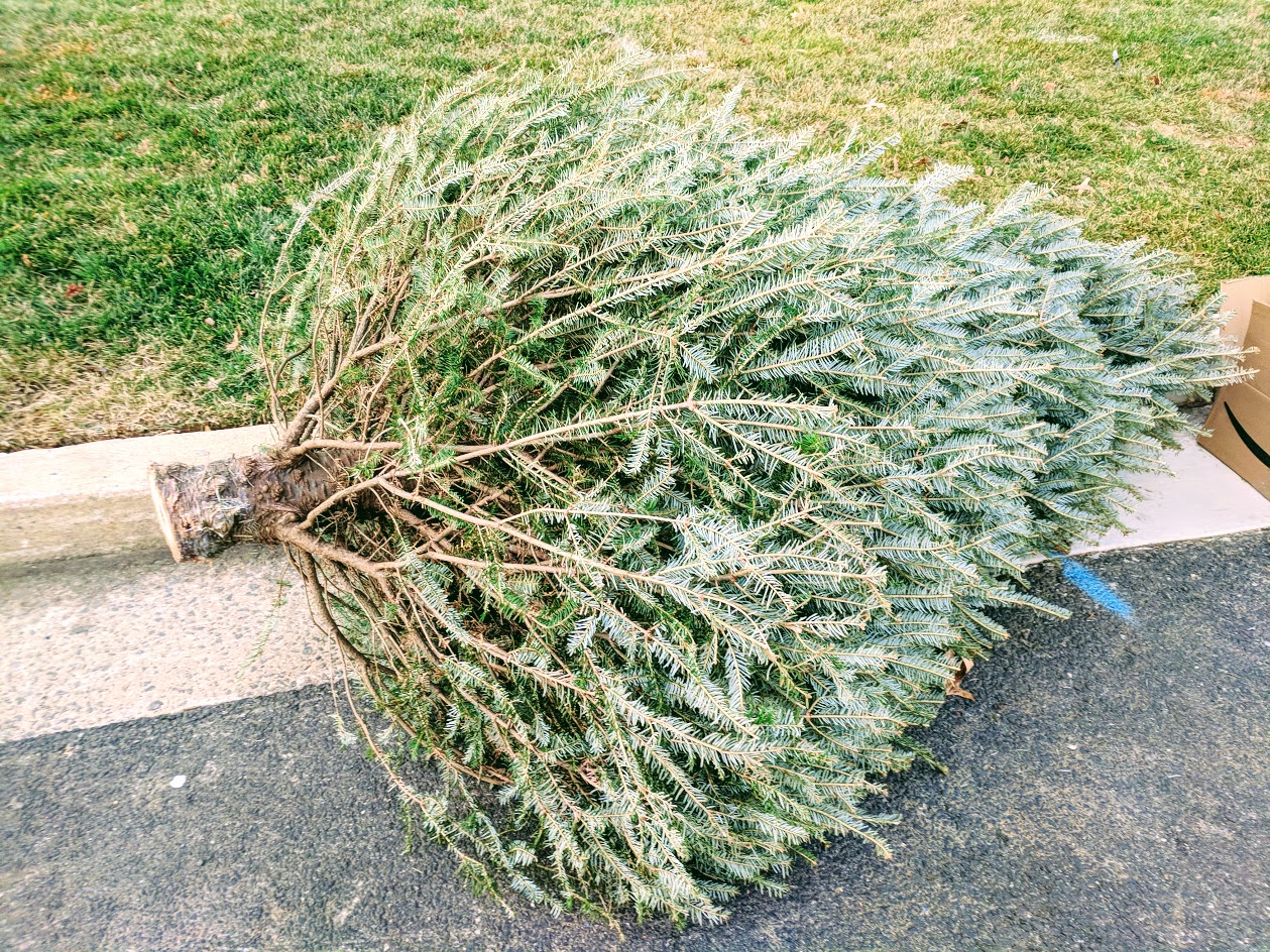 Curbside Christmas tree collection begins next week