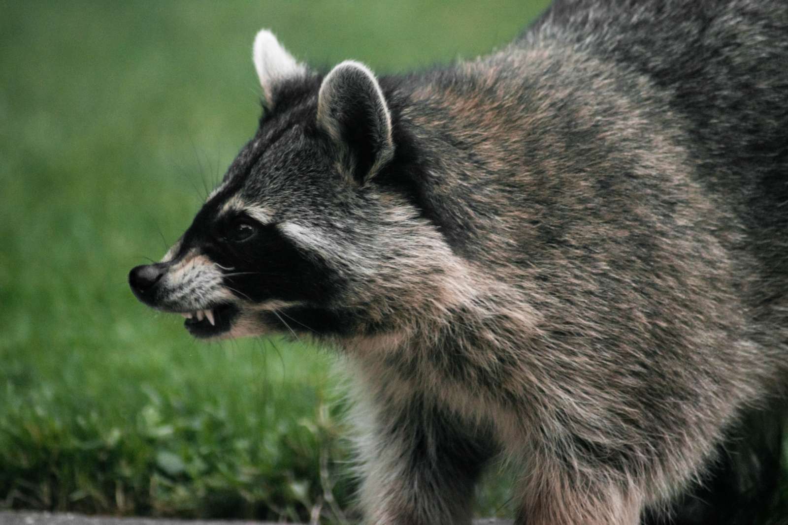 NEW: Viral Outbreak Among Raccoons Prompts Warning for Pet Owners | ARLnow.com
