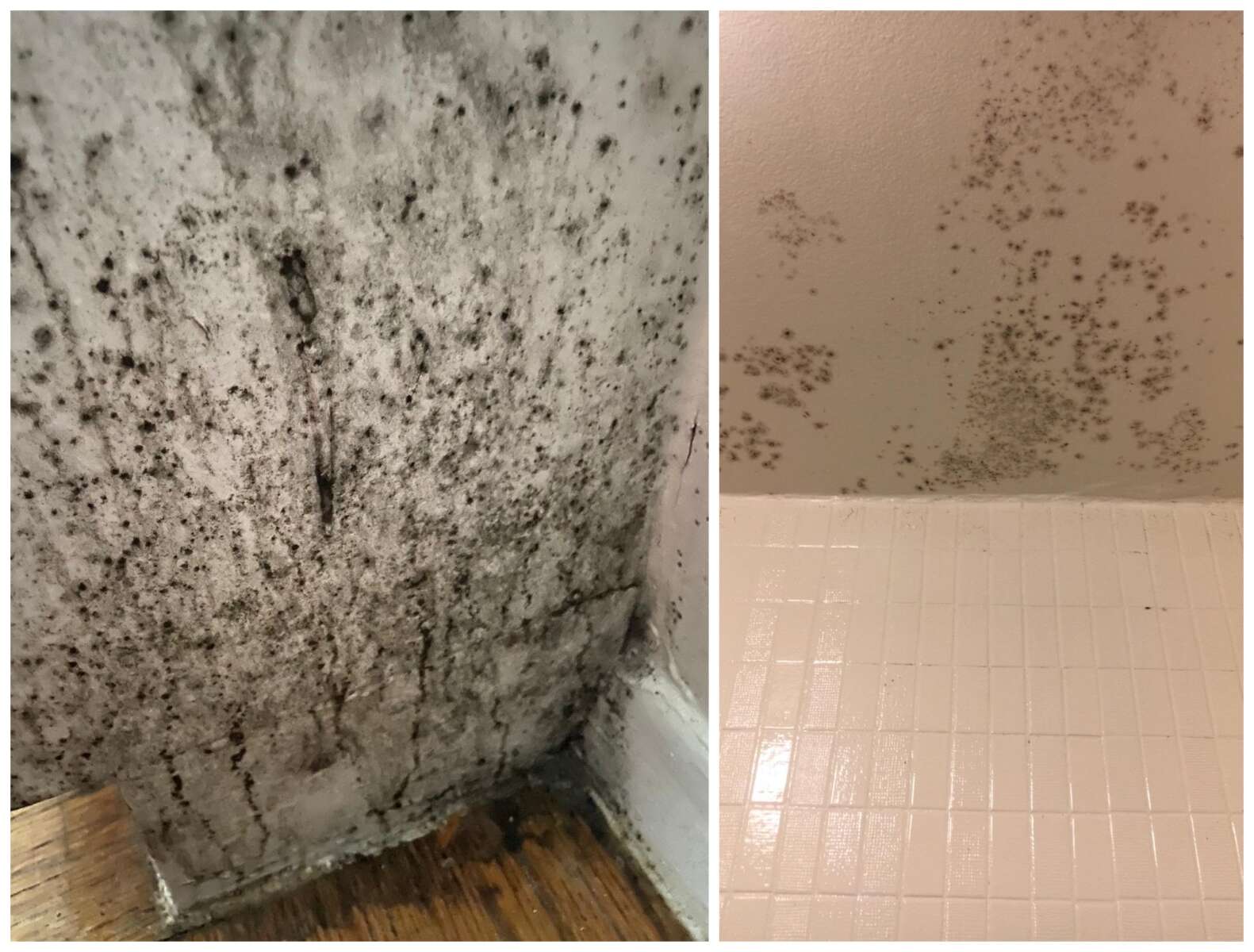 Rodents Mold Shoddy Maintenance Plague Affordable Apartment Building Arlington Texas Eminetra