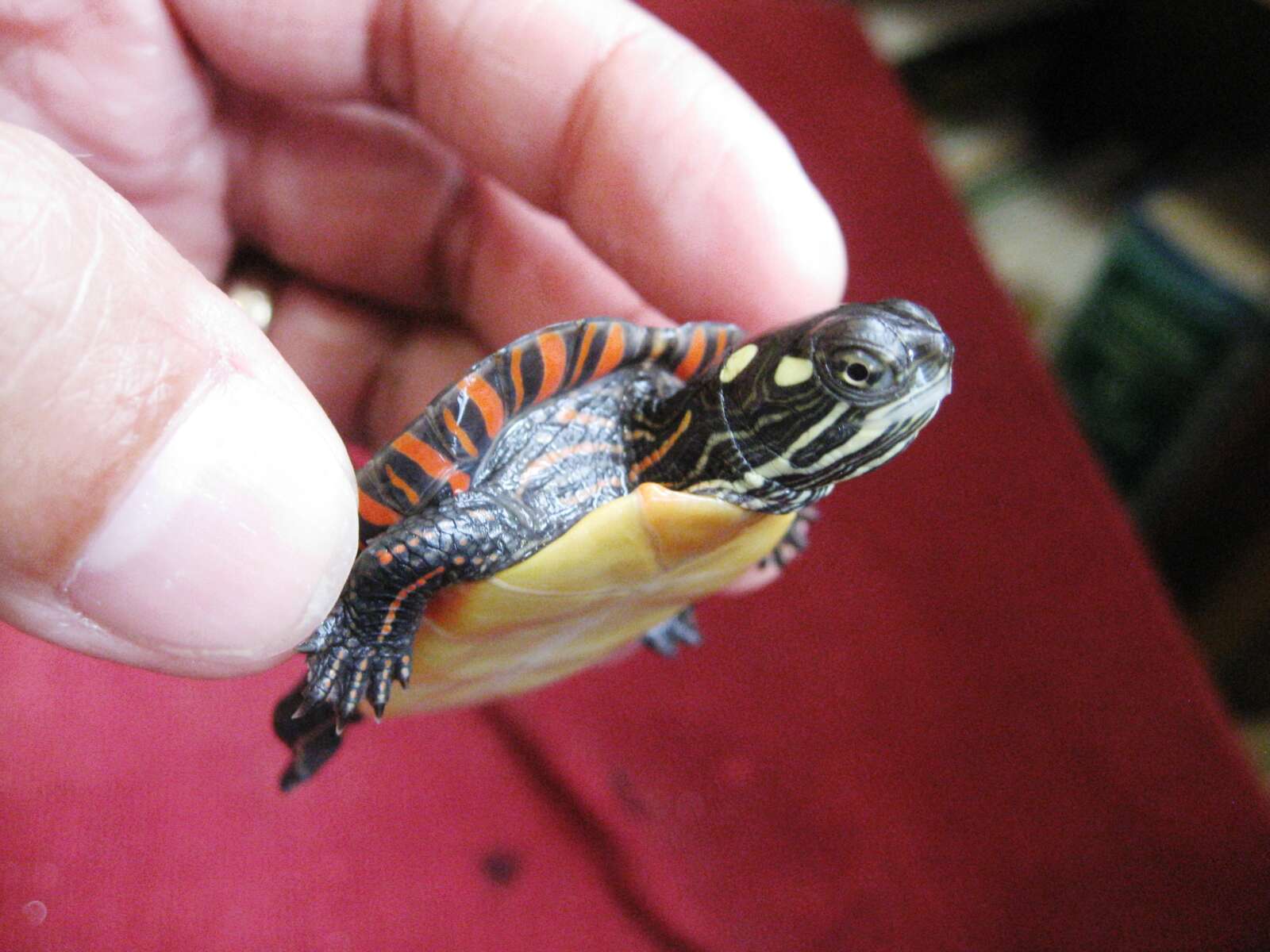 Do Red-Eared Sliders Like To Be Held?