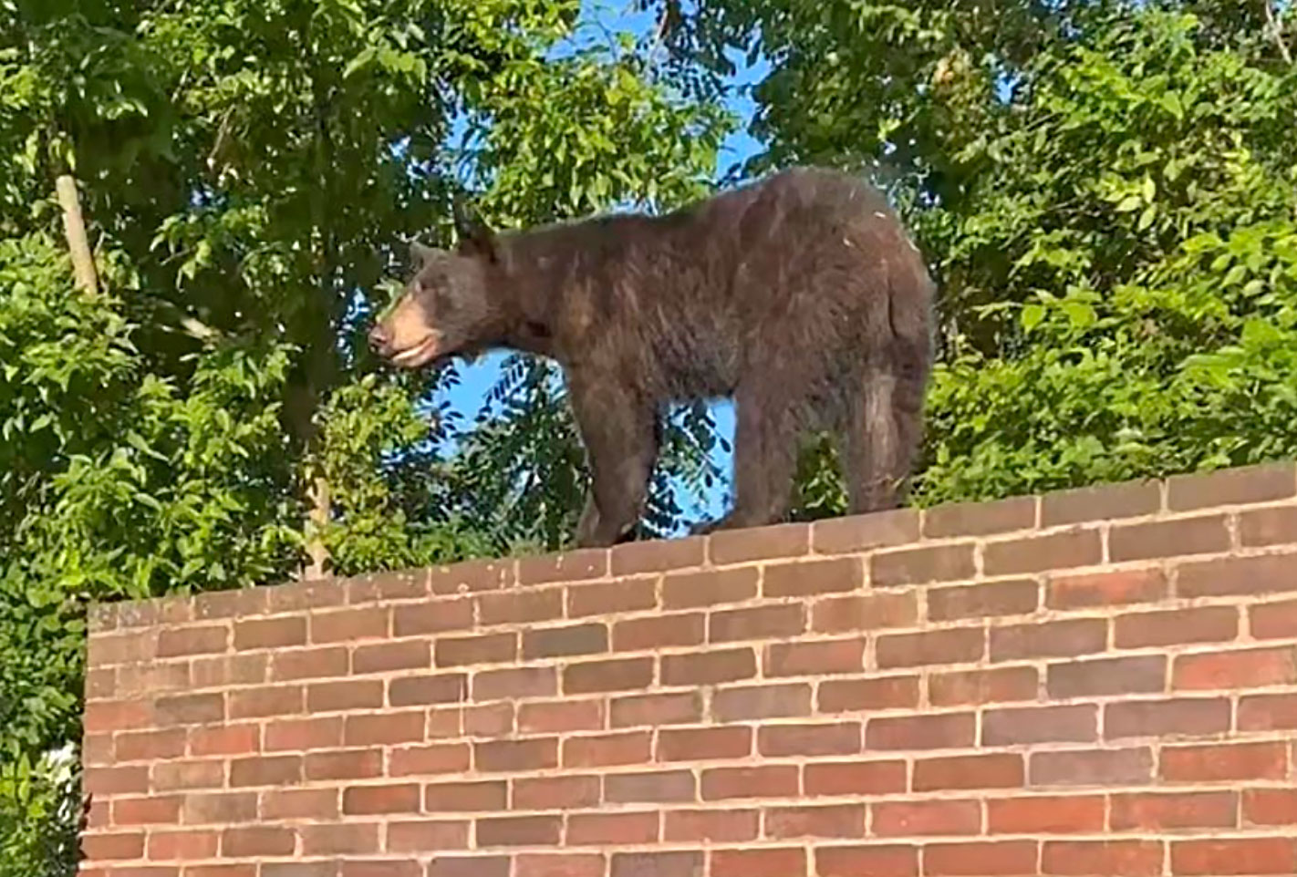 Bear spotted casually walking around Arlington today | ARLnow