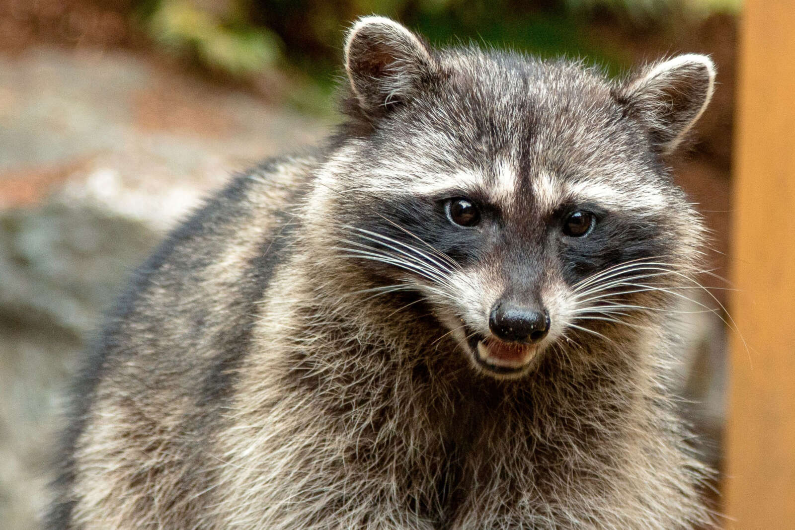 Rabid raccoon prompts warning for Arlington residents 