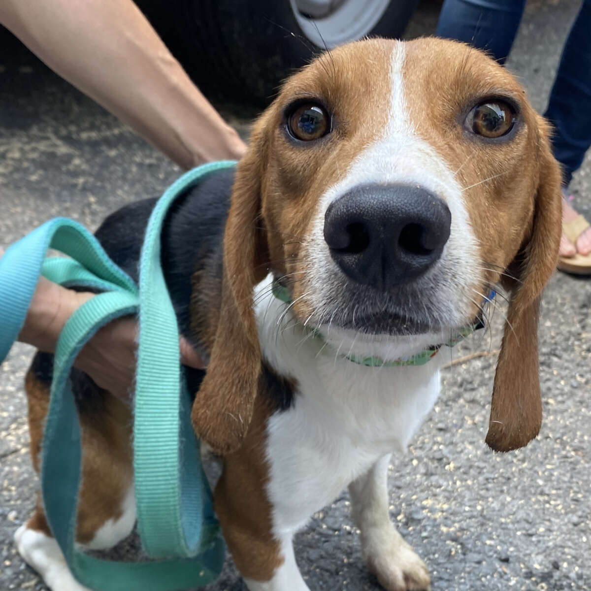 There are more chances to help rescued beagles at adoption events this  weekend 