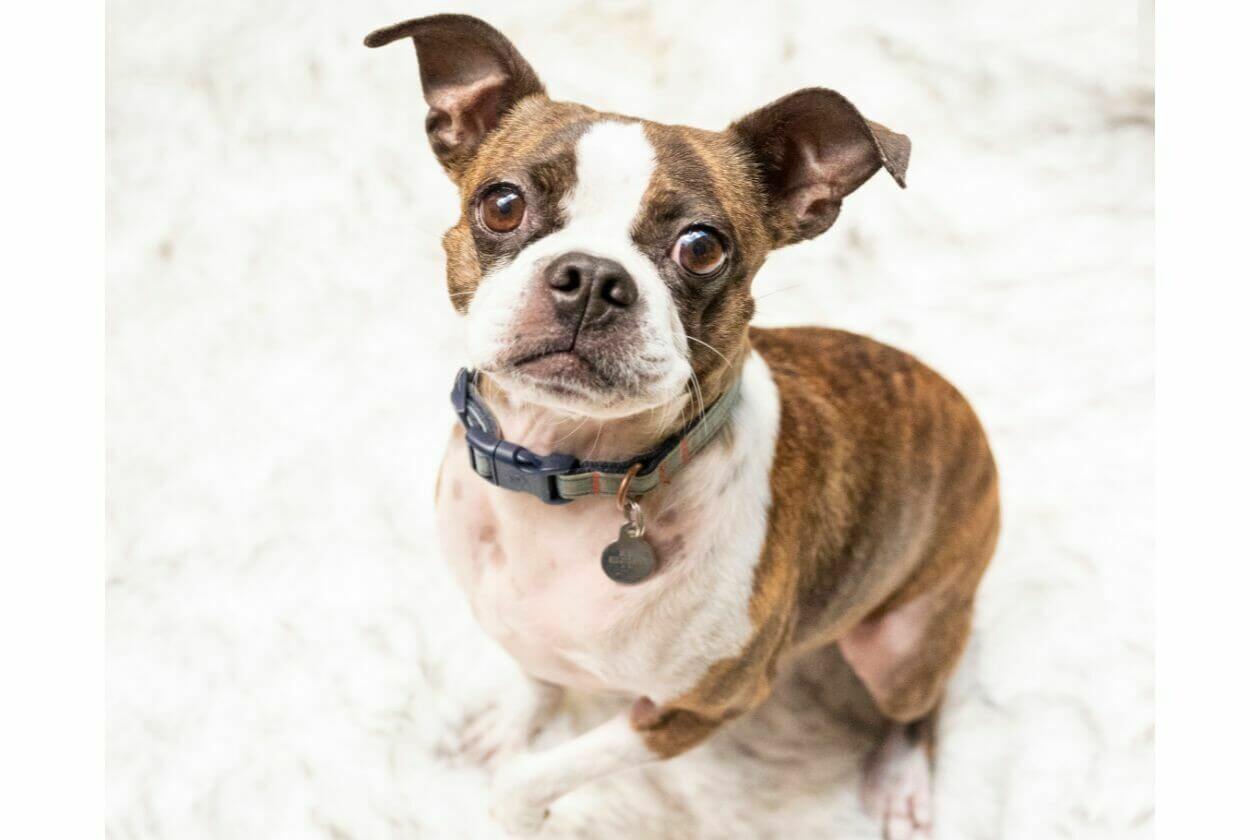 Bring your Furry Friends and get Portraits at Paws on the Plaza (Community Post) - Vimarsana News