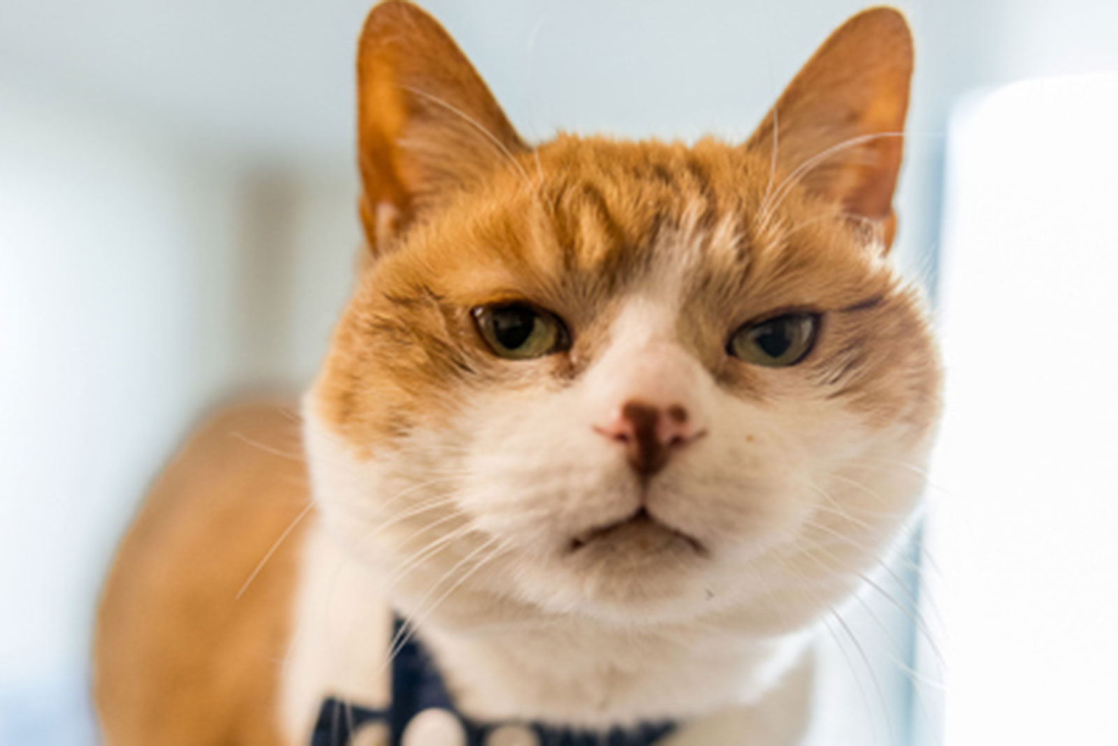 Adoptable Pet of the Week: Miso - Vimarsana News