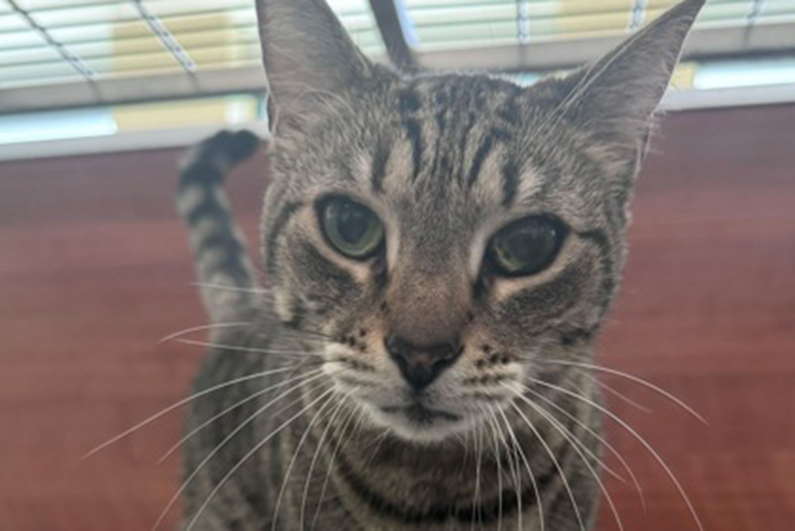 Adoptable Pet of the Week: Annie - Vimarsana News