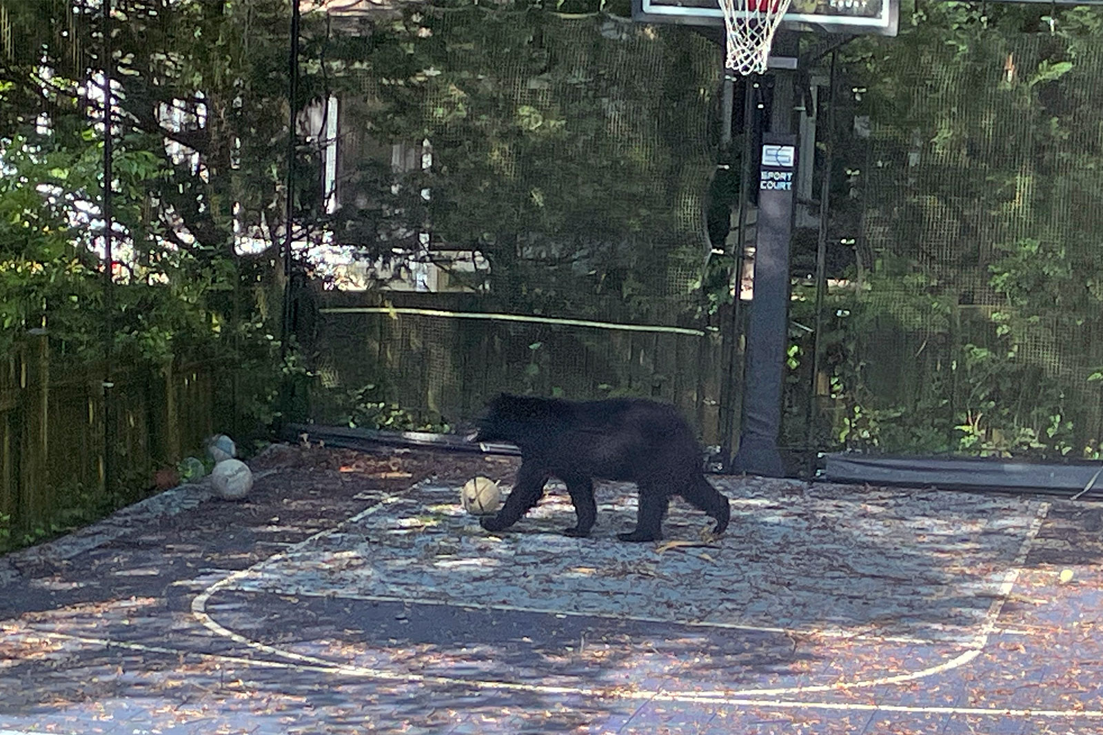 DEVELOPING: Bear spotted in North Arlington neighborhoods | ARLnow.com